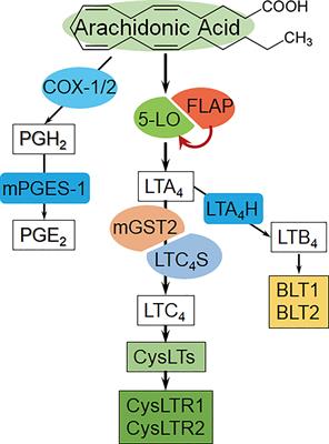 Five-lipoxygenase-activating protein-mediated CYLD attenuation is a candidate driver in hepatic malignant lesion